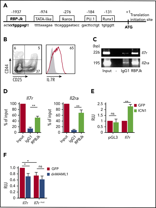 Il7r is a transcriptional Notch1 target in murine T-ALL pathogenesis. (A) Schematic representation of the 5′ regulatory region of murine Il7r. Numbers represent base pairs from the translation initiation site (+1, atg, initiation codon). The sequence of a putative RBP-Jκ binding site (bold type) was identified at −1937 bp. Binding sequences for other regulators are also shown. (B) Flow cytometry analysis of IL-7R (right panel) and CD44 and CD25 (left panel) expression on thymocytes from embryonic day 14.5 murine fetal thymus. Numbers indicate percentages of positive cells. Shaded graph shows background staining with irrelevant isotype-matched antibodies. (C) Representative ChIP assay of fetal murine thymocytes in (B), using anti–RBP-Jκ or isotype-matched control antibody (IgG1). PCR amplification of input and immunoprecipitated DNA was performed using primer pairs spanning the RBP-Jκ site identified in Il7r or the reported Il2ra RBP-Jκ site. Size in base pairs (bp) is indicated on the left (n = 3); -, empty lane. (D) Quantitative analysis of ChIP assays in (C). Results are shown as percentage of enrichment compared with input. Bars represent mean ± standard error of the mean (SEM) of 3 independent experiments. Luciferase reporter assays of Jurkat cells cotransfected with the reporter vector pGL3 (empty or containing the Il7r RBP-Jκ binding site) along with a retrovirus encoding ICN1 and GFP (ICN1) or GFP alone (GFP) as control (n = 3) (E) or pGL3 containing the wt or a mutated RBP-Jκ binding site in Il7r, along with retrovirus encoding dnMAML1 fused to GFP (dnMAML1) or GFP alone (GFP) (n = 5) (F). Data are fold induction of relative luciferase activity (RLU) ± SEM. *P < .05, **P < .01. ns, not significant.