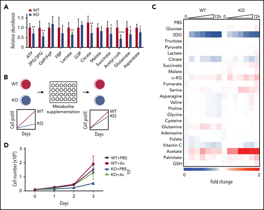A metabolite screen identifies acetate to promote proliferation of AMPK-deficient AML cells. (A) Metabolomics analysis with mass spectrometry revealed that AMPK-deficient AML cells had decreased metabolites in glycolysis and tricarboxylic acid cycle, as well as amino acids and nucleotides pathways (n = 9). (B) A schematic of a screening strategy using metabolite supplementation to rescue the defective proliferation of AMPK-deficient AML cells. (C) Results from the metabolite screening identified acetate to rescue AMPK-deficient AML. Wild-type (WT) or AMPK-deficient (KO) AML cells were cultured in the presence of the indicated compound for 72 hours, and cell proliferation was monitored by a 3-(4,5-dimethylthiazol-2-yl)-5-(3-carboxymethoxyphenyl)-2-(4-sulfophenyl)-2H-tetrazolium (MTS) assay. 2-deoxyglucose (2DG), an inhibitor of glycolysis, was included as a control. Fold changes in signals were normalized against those from wells supplemented with phosphate-buffered saline. (D) WT or AMPK KO AML cells were cultured with (Ac) or without (phosphate-buffered saline) 2 mM acetate supplementation, and cell proliferation was monitored (n = 3). All data represent mean ± standard deviation; *P < .05; **P < .01; ***P < .001 by Student’s t-test.