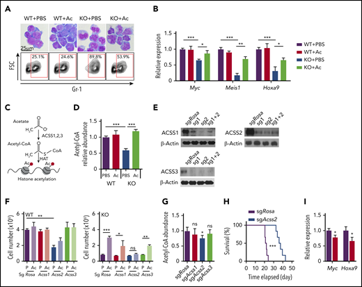 Acetate prevents myeloid differentiation of AMPK-deficient AML cells through Acss2-mediated production of acetyl-CoA. (A) Giemsa staining (upper panels) and flow cytometry to detect Gr-1 expression (lower panels) of AML cells cultured with or without acetate (n = 3). (B) Quantitative PCR to detect Myc, Meis1, and Hoxa9 expression in AML cells cultured with or without acetate (n = 3). (C) A schematic illustration of acetate conversion to acetyl-CoA by Acss. (D) Measurement of intracellular acetyl-CoA in AMPK KO AML cells by acetate supplementation (n = 3). (E) Immunoblotting of ACSS1, ACSS2, and ACSS3 after deleting the corresponding genes in MLL-AF9-induced AML cells with CRISPR/Cas9. Two sgRNA were used individually or in combination. (F) WT and AMPK KO AML cells were ablated for Rosa26 (control), Acss1, Acss2, or Acss3 and cultured in the presence (Ac) or absence (P: phosphate-buffered saline) of acetate, and cell proliferation was monitored (n = 3). (G) Acetyl-coA levels of MLL-AF9-induced AML cells after deleting Rosa26, Acss1, Acss2, or Acss3 (n = 3). (H) Survival of mice after transplanting Rosa26- or Acss2-deleted AML cells (n = 6). (I) Quantitative PCR of Myc and Hoxa9 transcripts in Acss2-deleted AML cells (red bars) compared with Rosa26-deleted cells (black bars) (n = 3). All data represent mean ± standard deviation. *P < .05; **P < .01; ***P < .001 by Student’s t-test or 1-way ANOVA, except for comparison of the survival curves, in which the significance was accessed by a log-rank test.