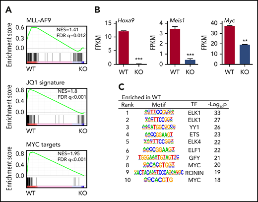 AMPK regulates leukemic gene networks in LICs. (A) Gene set enrichment analysis revealed reduced expression of MLL-AF9 target genes, JQ1 suppressed genes, and Myc target genes in AMPK KO L-GMPs. (B) Expression of Hoxa9, Meis1, and Myc as shown by the fragments per kilobase of transcript per million mapped reads (FPKM). (n = 3). (C) Gene set enrichment analysis, using the motif gene sets identified Myc motif as the most enriched motif in WT L-GMPs gene expression profile. All data represent mean ± standard deviation. *P < .05; **P < .01; ***P < .001 by Student’s t-test.