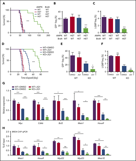 Inhibition of AMPK and BET synergistically suppresses leukemogenesis, BET recruitment, and leukemic gene expression. (A) A survival curve of mice transplanted with MLL-AF9 transformed AML cells with the indicated genotypes (n = 8). (B-C) Flow cytometry analysis of moribund mice with the indicated genotypes to detect GFP+ AML cells in the peripheral blood (B) and L-GMPs in the bone marrow (C) (n = 3). (D) A survival curve of mice transplanted with WT or AMPK KO AML cells that were then treated with or without JQ1 (n = 10). (E-F) Flow cytometry analysis of moribund mice with the indicated genotypes and treatments to detect GFP+ AML cells in the peripheral blood (E) and L-GMPs (F) in the bone marrow (n = 3). (G) Quantitative PCR with L-GMPs isolated from recipient mice transplanted with WT or AMPK KO AML then treated with or without JQ1 (n = 3). (H) ChIP-quantitative polymerase chain reaction analysis using AML cells treated with or without JQ1 to detect BRD4 occupancy at the promoter regions of Meis1 and Hoxa9, and the enhancer elements of Myc and Meis1 (n = 3). All data represent mean ± standard deviation. *P < .05; **P < .01; ***P < .001 by 1-way ANOVA, except for comparison of the survival curves in which the significance was accessed by a log-rank test.