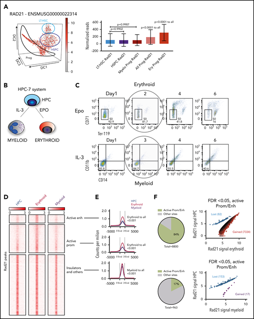 Cohesin dosage at active cis-regulatory elements varies between hematopoietic populations during differentiation. (A) Left: diffusion map of scRNASeq expression of Rad21, colored in red with http://blood.stemcells.cam.ac.uk/geneMap.html. The color corresponds to a log2 scale of expression ranging between 0 and the maximum value. LT-HSC, HSPC, and progenitors are highlighted in approximation of the original single-cell sorting. Right: box plots with 10th to 90th percentiles of Rad21 expression in the indicated populations. Erythroid and myeloid progenitors were empirically considered because all the cells with normalized expression of Klf1 > 10 and Spi1 > 10, respectively. (B) Graphical schema of the experimental design to determine cohesin dynamics during normal erythroid and myeloid differentiation. (C) Representative longitudinal flow cytometry plots. HPC were differentiated toward the erythroid and myeloid lineages. Day 2 of EPO induction was highlighted as the optimal erythroid (or Ery) transition state, whereas cells induced for 3 days with IL-3 were called myeloid (or myelo) transition cells. (D) Density heat map and (E) average profiles of Rad21 binding at cohesin-associated regions in the indicated cellular states. (F) Total count of significant differentially bound Rad21 peaks comparing HPC to the indicated differentiation lineage. Left panels show pie charts of genomic location of differential bound peaks. Scatter plots (right): differential Rad21 binding at active promoters/enhancers in the indicated populations. Blue dots (lost) show peaks that decrease, whereas red/purple dots (gained for erythroid and myeloid cells respectively) show peaks that increase during differentiation. LT, long term.