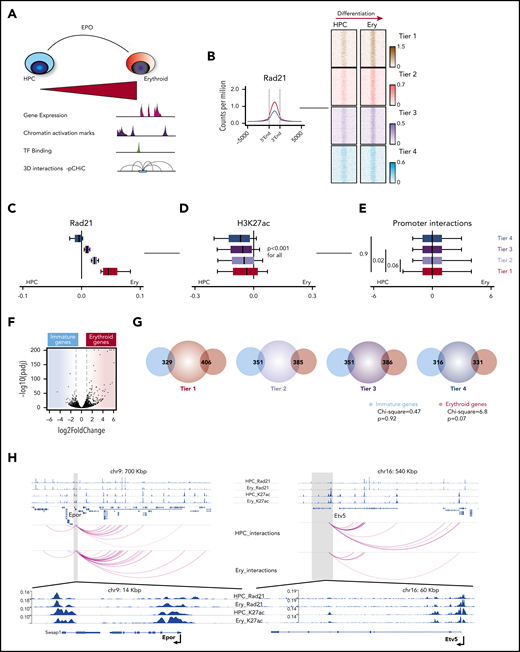 Global dynamic cohesin binding at active promoters correlates with H3K27 acetylation, but not gene expression, during erythroid differentiation. (A) Experimental system to determine the role of cohesin during normal erythroid differentiation. (B) Left: average profile for Rad21 binding at active promoters in the HPC (blue) and erythroid (red) cellular states. Right: representation of the erythroid differentiation tiers; density heat maps of Rad21-binding sites from a representative experiment (of 2) at active promoters that were split into 4 equal tiers, based on the incremental change of Rad21 binding during erythroid differentiation. (C) Box plots and 10th through 90th percentiles of the differences of Rad21 binding in erythroid cells and HPC (Rad21 Ery − Rad21 HPC) in the indicated erythroid differentiation tiers. Shown are means from 2 replicates. Box plots to the left of 0 indicate increased binding in HPC and to the right indicate increased binding in erythroid differentiating cells. (D) Box plots and 10th through 90th percentiles of the differences of H3K27ac binding for the same regions as in panel C. Shown are means from 2 replicates. (E) Box plots and 10th through 90th percentiles of the differences of significant interaction frequencies of the baits located at the promoters of the same regions as in panel C. Interactions were determined with the CHICAGO (Capture HiC Analysis of Genomic Organisation) pipeline. The threshold for significance was set at 5. Shown are results from 2 replicates. (F) Volcano plot showing gene expression changes during HPC to erythroid differentiation (3 biological replicates, Luc1, Luc2, and Luc3, were used per group for consistency with later experiments). The blue shaded area consists of genes enriched in HPC (immature genes), whereas the red shaded area shows genes whose expression significantly increased in the erythroid cell state (erythroid genes). (G) Venn diagrams of overlaps between annotated promoters from the erythroid differentiation tiers (center circle) and differentially expressed genes from panel F (outer circles). χ2 analysis was performed for the trend of overlapping events across all tiers. (H) Examples of Rad21 and H3K27ac binding dynamics (upper), as well as interaction frequencies (lower arcs) between HPC and erythroid cellular states for a representative erythroid gene (Epor) and an immature gene (Etv5).