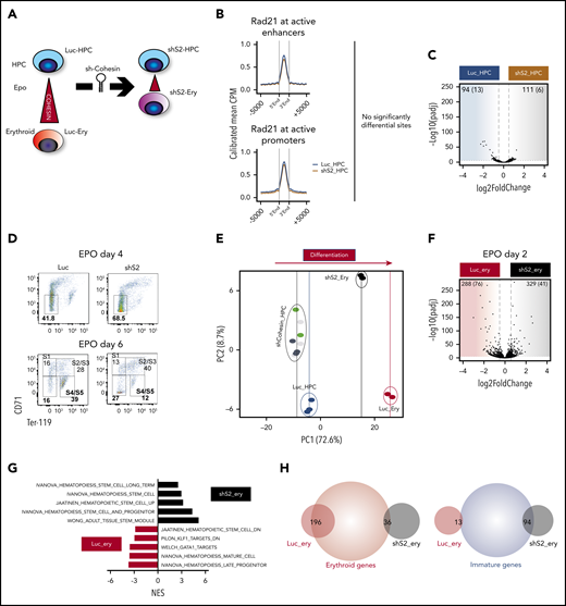 Cohesin deficiency severely impairs erythroid differentiation but only modestly alters HSPC homeostasis. (A) Experimental design to determine cohesin dynamics following perturbation of Stag2. (B) Average profiles of Rad21 binding at active promoters and active enhancers in Luc_HPC and shS2_HPC cells. To minimize global quantitative biases, the Rad21 signal was CPM normalized and internally calibrated to its signal at the insulator/other sites (see “Methods and materials”). Shown are means of 2 replicates, whereas each short hairpin RNA was considered an independent replicate (Luc1_HPC, Luc2_HPC, shS2_1 HPC, shS2_2_HPC). (C) Differential gene expression between Luc_HPC and shS2 HPC cells (3 biological replicates representing different knock-down clones per group: Luc1_HPC, Luc2_HPC, Luc3_HPC, shS2_1_HPC, shS2_2_HPC, shS2_3_HPC) demonstrates minimal gene expression changes. The blue shaded area consists of genes enriched in HPC, whereas the brown shaded area shows genes significantly expressed in shS2_HPC cells. The numbers at the upper corners show the counts of log2FC > 0.5, padj < 0.1, and (log2FC > 1, padj < 0.05) significant differential genes. For comparison, the significance and difference spreads were set intentionally to match those in panel F. (D) Representative flow cytometric analysis of erythroid differentiation following EPO for Luc_Ery and shS2_Ery at the indicated times. (E) Variance by principal component analysis of the shCohesin_HPC, Luc_HPC, shS2_ery, and Luc_ery RNAseq datasets. Each dot represents a different short hairpin RNA (Luc1-3_HPC, shS2_1-3_HPC, shR21_1-3_HPC, shSmc1a_1-2_HPC, Luc1-2_ery, shS2_1-2_ery). (F) Differential gene expression between Luc_ery and shS2_ery cells (2 biological replicates for each group: Luc1_ery, Luc2_ery, shS2_1_ery, shS2_2_ery). The numbers at the upper corners show the counts of log2FC > 0.5, padj < 0.1, and (log2FC > 1, padj < 0.05) significantly differentially expressed genes. (G) NES for significant (FDR > 0.05 datasets) hematopoiesis-related datasets as determined by GSEA. Input was a ranked list of all pajd < 0.1 genes from panel F. (H) Venn diagrams of gene expression changes displaying overlaps between erythroid or immature genes from Figure 2F and Luc_ery or shS2_ery genes from Figure 4F. CPM, counts per million; FDR, false discovery rate; NES, normalized enrichment score.