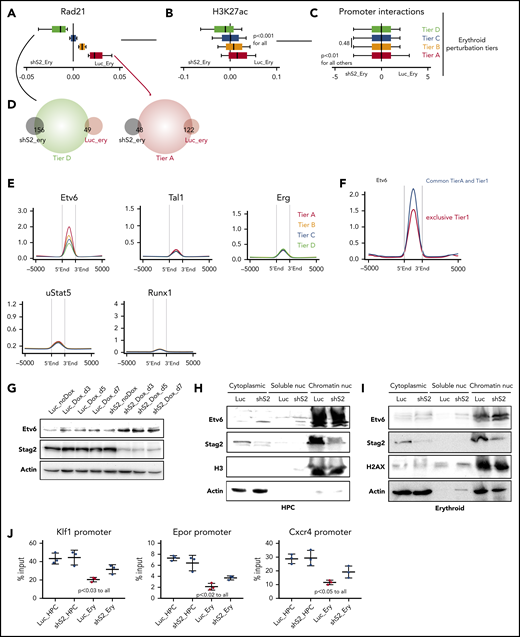 Stag2 perturbation leads to preferential loss of cohesin binding at differentiation promoters with strong Etv6 prebinding. (A) Representation of the erythroid perturbation tiers; differences of Rad21 binding in Luc-Ery and shS2-Ery cells (Rad21-Ery − shS2-Ery) in the indicated erythroid perturbation tiers. Box plots to the left of 0 indicate increased binding following Stag2 knockdown and to the right indicate increased binding in control knockdown cells with normal erythroid differentiation. (B) Differential H3K27ac binding as in panel A. (C) Differential significant interaction frequencies at the promoters of the same regions as in panel A. (D) Overlaps between annotated promoters from the indicated perturbation tiers and differentially expressed genes from Figure 4F. (E) Enrichment of the specified hTF at the perturbation tiers in wild-type HPC. (F) Enrichment of Etv6 at the indicated regions. (G) Immunoblotting for total protein expression of Etv6, Stag2, and actin in the indicated conditions. (H) Immunoblotting for protein expression of Etv6, Stag2 H3, and actin in different cellular fractions in the indicated conditions. (I) Immunoblotting for protein expression of Etv6, Stag2 H2AX, and actin in different cellular fractions in the indicated conditions. (J) ChIP-qPCR of Etv6 binding at Klf1, Epor, and Cxcr4 promoter regions in the indicated cellular states. Shown are results from 3 experimental replicates.