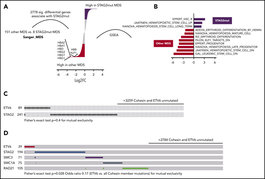 Erythropoiesis is impaired in human cohesin-mutated myelodysplastic syndromes and acute myeloid leukemia. (A) Differential gene expression in STAG2 mutated MDS vs all other MDS subtypes. Only events with FDR q < 0.1 are shown. The red (enriched in other MDS) and black (enriched in shSTAG2mut MDS) segments specify for log2FC > 0.5 differential genes. Genes of interest are shown. (B) NES for significant hematopoiesis-related datasets (FDR < 0.05) as determined by GSEA. Input was a ranked list of all genes from panel A. STAG2 mutant-enriched gene sets are to the right of 0 and other MDS subtype gene sets to the left. Common and exclusive mutations of the indicated genes among 3612 myeloid neoplasia curated by the (C) Cosmic database and 3256 AML samples from the (D) UK National Cancer Research Institute AML trials (2434 samples), BEAT-AML (622), and TCGA LAML (200) datasets.