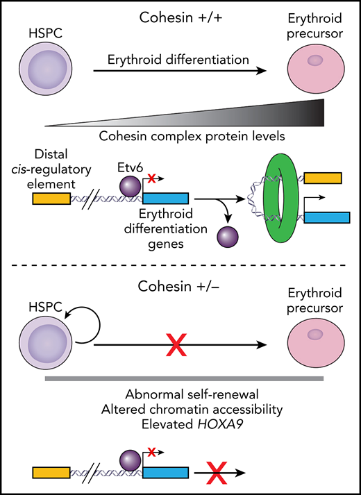 In cohesin wild-type (+/+) cells, HSPC differentiation down the erythroid lineage requires a gradual increase in cohesin protein levels (top). This increase in cohesin evicts the transcriptional repressor Etv6 (purple circle) from genes required for erythroid differentiation (blue box). In addition, it facilitates the formation of chromatin loops permitting distal cis-regulatory elements (yellow box) and erythroid differentiation genes to interact, resulting in gene activation. In cohesin haploinsufficient cells (+/−), cohesin levels cannot increase during erythroid commitment (bottom). This prevents the eviction of Etv6 and induction of genes required for erythroid differentiation.