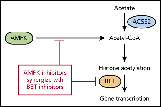 AMPK regulates acetyl-CoA levels, which reduces histone acetylation and makes cells more sensitive to BET inhibitors. ACSS2 also contributes to acetyl-CoA levels by converting free acetate to acetyl-CoA.