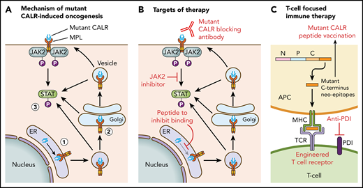 Mechanism of mutant CALR-induced MPN and approaches for therapeutic targeting. (A) A pathogenic binding interaction between MPL and mutant CALR leads to activated MPL-JAK/STAT signaling. 1. Mutant CALR traffics through the ER to bind to immature MPL. 2. Stabilized mutant calreticulin-MPL complex traffics to the cell surface. 3. Mutant CALR induces MPL-JAK/STAT signaling pathway activation. (B) Potential nodes for therapeutic intervention in mutant-CALR–driven MPN. (C) Strategies to induce T-cell–directed immune therapy against mutant-CALR–driven MPN. APC, antigen-presenting cell; MPL, major histocompatibility complex; TCR, T-cell receptor.