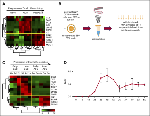 EBV-driven B-cell differentiation comprises 4 discrete phases corresponding to the known biology of B-cell differentiation. (A) Hierarchical clustering of normalized publicly available microarray expression data demonstrates the effectiveness of a selected panel of B-cell marker genes in clearly segregating isolated healthy human B-cell subsets into distinct clusters. (B) Schematic outlining EBV WIL in vitro spinoculation infection model. (C) Hierarchical nonsupervised clustering of normalized panel marker gene qRT-PCR expression data from the EBV in vitro infection model results in clear segregation of 4 discrete phases of B-cell differentiation into clusters. Trees demonstrate the similarity of the expression data between samples (below) and genes (left) as determined by the clustering algorithm. Color saturation within a row indicates differences in expression for each gene relative to the average of the sample population; red indicates a higher expression than the mean expression (black), and green indicates a lower expression. Values are quantified by the scale bar that visualizes differences in normalized expression relative to the mean (0). (D) qRT-PCR for Ki-67 was performed at sequential time points to establish the rate of cell proliferation.