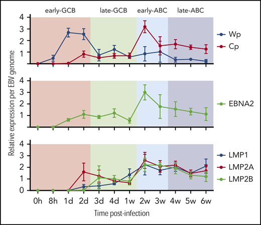 Kinetics of EBV viral expression during the EBV model of B-cell differentiation. Kinetics of expression of the EBV promoters Cp and Wp and key viral latency genes LMP1, LMP2A, LMP2B, and EBNA2 relative to the COO in the EBV model system.