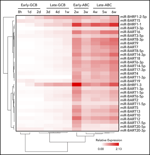 Time course of EBV miR expression. Heatmap representing EBV miR expression during the EBV model of B-cell differentiation (indicated above) as determined by qRT-PCR. Unsupervised hierarchical clustering is indicated by trees for miRs (left) and time points (below).