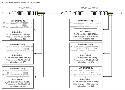 Location of predicted binding sites for EBV miR in the 3′UTRs of PD-L1 and PD-L2. Diagram indicates general location of 6 putative binding sites of EBV miR-BART19-3p and EBV miR-BHRF1-2-5p in the 3′UTRs of the PD-L1 and PD-L2 genes. On PD-L1, EBV miR-BART19-3p site 1 is closest to the 3′UTR, with EBV miR-BHRF1-2-5p ∼1800 nt downstream, possessing the highest free energy and score for this gene. For PD-L2, EBV miR-BHRF1-2-5p site 1 is closest to the 3′UTR and has the highest free energy and score for this gene. EBV miR-BHRF1-2-5p site 2 is only 7 nt downstream of site 1, and EBV miR-BART19-3p is the farthest away, being just under 1000 nt downstream of EBV miR-BHRF1-2-5p site 2.