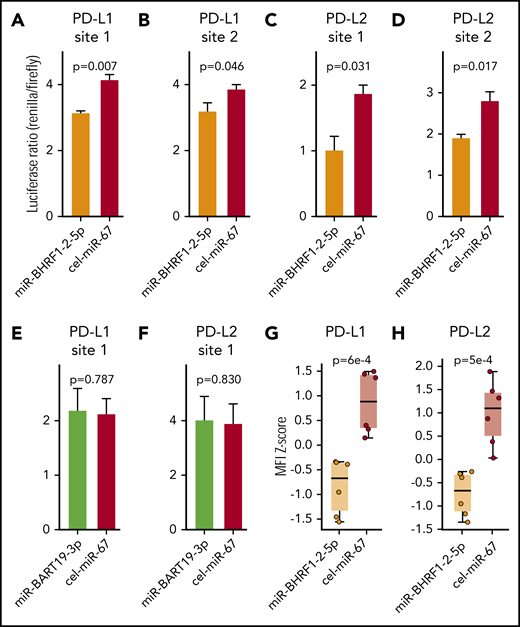 EBV miR-BHRF1-2-5p represses the expression of PD-L1 and PD-L2 by directly binding to target sites in the 3′UTRs of PD-L1 and PD-L2 transcripts. Dual luciferase reporter assays in HEK293 cells of EBV miR-BHRF1-2-5p target sites predicted in the 3′UTR of PD-L1, PD-L1 site 1 (A) and PD-L1 site 2 (B), and in the 3′UTR of PD-L2, PD-L2 site 1 (C) and PD-L2 site 2 (D). Luciferase reporter assays were also performed for EBV miR-BART19-3p target sites predicted in the 3′UTR of PD-L1, PD-L1 site 1 (E) and PD-L2 site 2 (F). Renilla luciferase is the reporter gene with the candidate miR binding site cloned in its 3′UTR, and firefly luciferase is used as normalizer constitutively expressed by the same vector. A decrease in the luciferase ratio is indicative of an effective functional binding of the miR to its target site. All 4 EBV miR-BHRF1-2-5p target sites contribute to the downregulation of Renilla luciferase by synthetic EBV miR-BHRF1-2-5p mimic treatment compared with a control miR mimic based on Caenorhabditis elegans miR-67 (cel-miR-67), whereas EBV miR-BART19-3p mimics have no significant effect over the predicted binding sites in the 3′UTRs of PD-L1 and PD-L2. EBV WIL LCLs were treated with EBV miR-BHRF1-2-5p or cel-miR-67 (control) mimics, and PD-L1 and PD-L2 protein levels were quantified by flow cytometry. Results of 2 independent experiments were combined to quantify PD-L1 (G) and PD-L2 (H) protein levels at 8 and 24 hours after miR mimic treatment. Welch’s 2-sample t test was used for statistical analysis. MFI, mean fluorescence intensity.