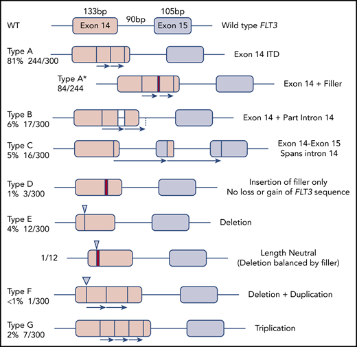 Molecular anatomy and incidence of different types of FLT3-ITD. Only types A, B, and C meet the HGVS definition of a duplication, unless a filler (N-region, indicated by a red bar in the diagram and an asterisk (*) in the nomenclature) is present at the junction. All types can have N-nucleotides, type D by definition.