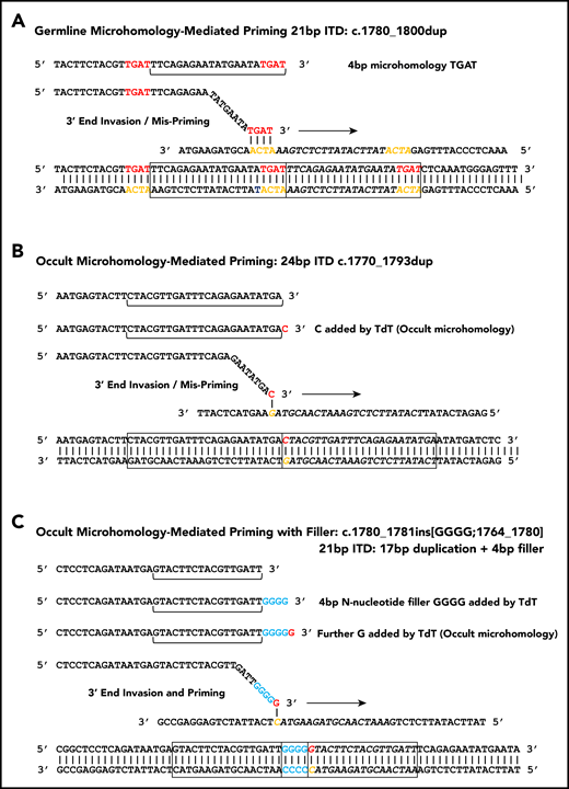 Microhomology for priming FLT3-ITD replication slippage. (A) Misalignment and priming using germline (visible) microhomology. The recurrent c.1780-1800dup primed by TGAT microhomology (red against yellow) is shown. (B) Occult (invisible) microhomology-mediated priming, where TdT adds a base to the misaligning 3′ end. This base provides the homology for priming, but is not detected in the final sequence as it matches an existing base. The 24-bp c.1770-1793dup is shown. (C) Occult microhomology-mediated priming following addition of multiple N-nucleotides (blue). Only the terminal N-nucleotide matches the target strand, hence the previous N-nucleotides are visible as filler DNA between the 2 copies of the repeat. A 21-bp FLT3-ITD is shown (17-bp c.1764_1780 duplication, with 4 additional N-nucleotides). These models are applicable to either simple replication slippage or break-induced models of MMRDR. The latter can occur following replication across a single-stranded nick and resulting replication fork collapse; fork collapse creates a single-ended double-stranded break, and the 3′ end must invade the template strand to reinitiate replication.