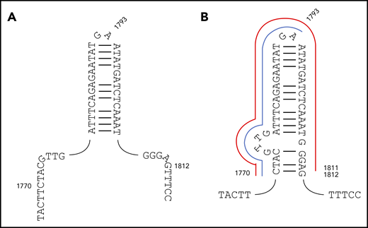 Original and revised palindromes proposed to destabilize FLT3 exon 14 and trigger MMRDR. (A) The 30-bp c.1778-1807 imperfect palindrome originally proposed. (B) The revised c.1770_1812 structure proposed here. The recurrent c.1770_1793dup ITD corresponding to start → hairpin tip is delineated in blue, and the recurrent c.1770_1811dup start → end duplication in red. FLT3-ITDs start before or within this revised structure, and end within or after, with only rare exceptions.