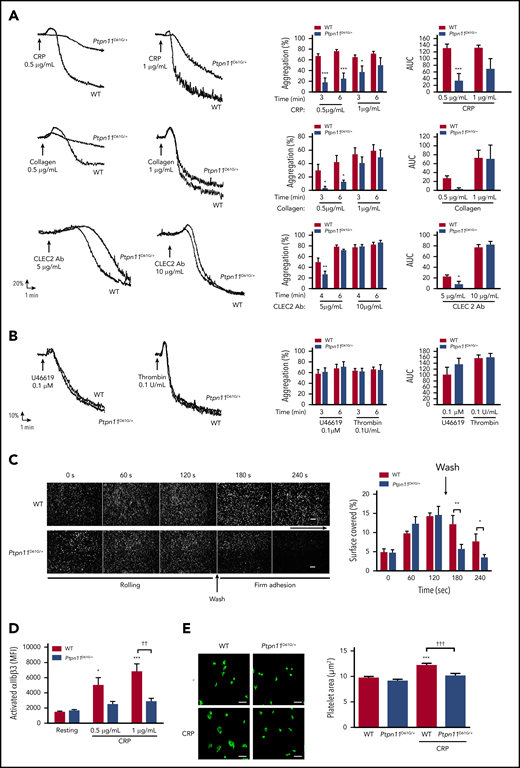 In vitro aggregation and integrin αIIbβ3 activation of platelets from Ptpn11D61G/+ mice.Ptpn11D61G/+ platelets were stimulated with CRP (0.5 and 1 μg/mL), collagen (0.5 and 1 μg/mL), or CLEC-2 antibody (Ab) (5 and 10 μg/mL) (A) or with TXA2 analog (U46619) (0.1 μM) or thrombin (0.1 U/mL) (B). Representative aggregation curves are shown. Percentage of maximal aggregation at different times and area under curve (AUC) were measured (mean ± SEM; n = 5). (C) Anticoagulated mice whole blood, where platelets were labeled with DiOC6, was perfused through Cellix Vena8 Fluoro+ biochips at arteriolar physiological shear rate of 1500 s−1 on VWF matrix over 2 minutes to analyze platelet rolling. Platelet firm adhesion was measured over 2 minutes after capillary wash. Platelet adhesion was visualized in real time by videomicroscopy (scale bar, 20 μm). Profiles shown are representative of 4 WT mice and 4 Ptpn11D61G/+ mice. Surface covered by platelets was quantified by using ImageJ software (mean ± SEM). (D) JON/A-phycoerythrin Ab binding to resting or stimulated platelets with CRP (0.5 and 1 μg/mL) was analyzed by flow cytometry. Graph represents mean ± SEM of mean fluorescence intensity (n = 6 mice of each genotype). (E) Washed platelets were allowed to spread on a fibrinogen-coated surface over 20 minutes in presence or not of CRP (1 µg/mL). Platelet surface was measured by using ImageJ software. Representative confocal images are shown (scale bar, 10 µm). Graph represents mean ± SEM (n = 30 platelets from 3 mice per genotype). *P < .05, **P < .01, ***P < .001 vs WT; ††P < .01 according to 2-way ANOVA; †††P < .001 according to 1-way ANOVA.