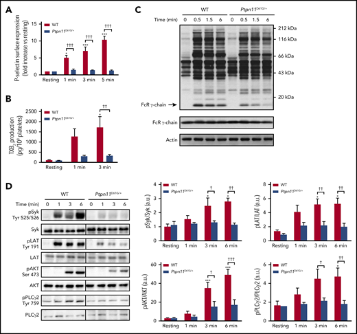 Platelet secretion and signaling under GPVI stimulation in Ptpn11D61G/+ mice. (A) P-selectin surface expression in resting platelets or after CRP (1 μg/mL) stimulation was analyzed by flow cytometry. Graph represents mean ± SEM of mean fluorescence intensity fold increase when comparing with resting condition (n = 4 mice of each genotype). (B) TXA2 production in resting or CRP-stimulated (1 μg/mL) platelets was analyzed by mass spectrometry by quantifying the production of its stable derivative, TXB2. Graph represents mean ± SEM (n = 4 mice of each genotype). (C) Ptpn11D61G/+ platelets were stimulated with CRP (3 μg/mL) at 37°C in nonaggregating conditions over 0.5, 1.5, and 6 minutes. Platelet lysates were analyzed by western blotting using an antiphosphotyrosine (clone 4G10) antibody (Ab). FcRγ chain and actin were used as loading controls. Representative western blots of 3 independent experiments are shown. (D) Ptpn11D61G/+ platelets were stimulated with CRP (1 μg/mL) at 37°C in nonaggregating conditions over 1, 3, and 6 minutes. Platelet lysates were analyzed by western blotting using specific Abs: phosphorylated Syk (pSyk) (Tyr525/526), pLAT (Tyr191), pAKT (Ser473), and pPLCγ2 (Tyr759). Syk, LAT, AKT, and PLCγ2 proteins were used as loading controls. Representative western blots are shown, and quantifications are represented as mean ± SEM (n = 5 mice of each genotype). *P < .05, ***P < .001 vs WT; †P < .05, ††P < .01, †††P < .001 according to 2-way ANOVA.