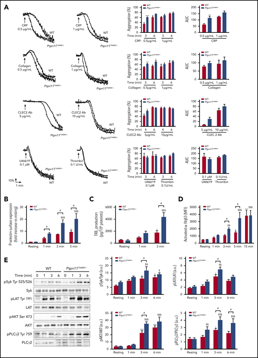 In vitro platelet activation under GPVI stimulation in Ptpn11T468M/+ mouse platelets. (A) Ptpn11T468M/+ platelets were stimulated with CRP (0.5 and 1 μg/mL), collagen (0.5 and 1 μg/mL), CLEC-2 antibody (Ab) (5 and 10 μg/mL), TXA2 analog (U46619) (0.1 μM), or thrombin (0.1 U/mL). Representative aggregation curves of 5 mice of each genotype are shown. Graphs represent the percentage of maximal aggregation at different times and area under curve (AUC) (mean ± SEM). (B) P-selectin surface expression in resting platelets or after CRP (1 μg/mL) stimulation was analyzed by flow cytometry. Graph represents mean ± SEM of the mean fluorescence intensity (MFI) fold increase when comparing with resting condition (n = 3 mice of each genotype). (C) TXA2 production in resting or CRP-stimulated (1 μg/mL) platelets was analyzed by mass spectrometry by quantifying the production of its stable derivative, TXB2. Graph represents mean ± SEM (n = 4 mice of each genotype). (D) JON/A-phycoerythrin Ab binding to resting or stimulated platelets with CRP (1 μg/mL) was analyzed by cytometry. Graph represents mean ± SEM of MFI. (E) Ptpn11T468M/+ platelets were stimulated with CRP (1 μg/mL) at 37°C in nonaggregating conditions over 1, 3, and 6 minutes. Platelet lysates were analyzed by western blotting using specific Abs: phosphorylated Syk (pSyk) (Tyr525/526), pLAT (Tyr191), pAKT (Ser473), and pPLCγ2 (Tyr759). Syk, LAT, AKT, and PLCγ2 proteins were used as loading controls. Representative western blots are shown, and quantifications are represented as mean ± SEM (n = 8 mice of each genotype). *P < .05, **P < .01, ***P < .001 vs WT or WT resting according to 2-way ANOVA; †P < .05 according to 2-way ANOVA; ‡P < .05, ‡‡P < .01, ‡‡‡P < .001 vs Ptpn11T468M/+ resting according to 2-way ANOVA.