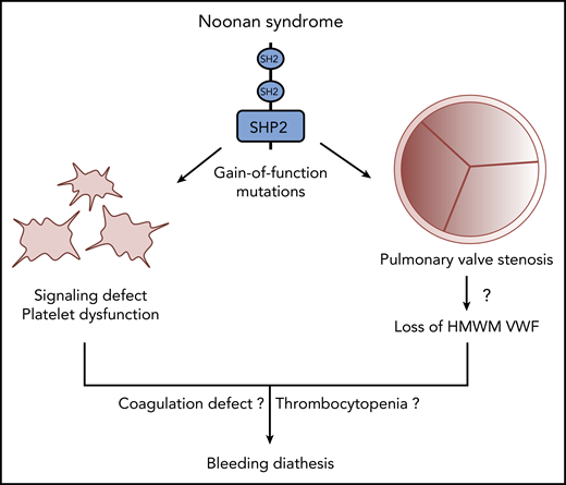 Multiple mechanisms likely contribute to disordered bleeding in patients with NS caused by gain-of-function mutations of SHP2.
