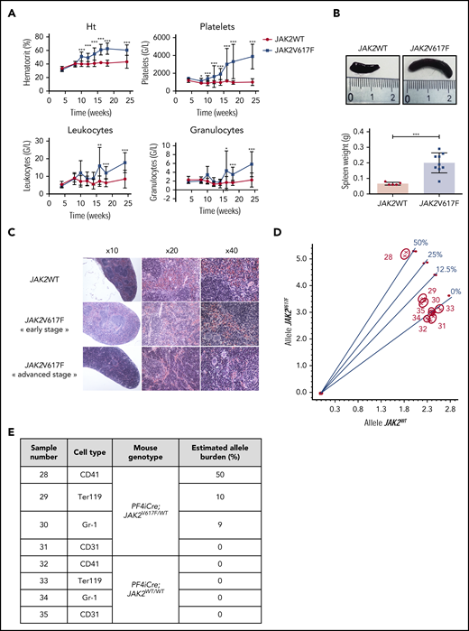 PF4iCre;JAK2V617F/WTmice develop a typical MPN with detection of JAK2V617F mutation in myeloid cells. (A) Blood cell counts of PF4-iCre;JAK2V617F/WT mice and littermate controls. Data are presented as mean ± standard deviation (n = 5-24 JAK2WT; n = 5-29 JAK2V617F). Statistical significance determined by 2-tailed unpaired t test. *P < .05; **P < .01; ***P < .001; (B) Spleen weight (also showing spleens collected) in 12-week-old PF4iCre;JAK2V617F/WT mice. Data are presented as individual values and mean ± standard error of the mean (n = 5 JAK2WT; n = 9 JAK2V617F). (C) Histologic examination of the spleen (HES coloration). (Top) Representative normal splenic architecture observed in 12-week-old PF4iCre;JAK2WT/WT mice. (Middle) Histological features observed in 12-week-old PF4iCre;JAK2V617F/WT mice with myeloid hyperplasia without disturbance of the white pulp. (Bottom) Histological features observed in 18-week-old PF4iCre;JAK2V617F/WT mice with myeloid hyperplasia associated with a near disappearance of the white pulp. (D) Bone marrow myeloid cells from 12-week-old were sorted based on the expression of CD42 (megakaryocytes), Gr-1 (Ly6G+C, granulocytes precursors), Ter119 (erythroid cells), or CD31 (endothelial cells); the JAK2V617F mutation was searched in these cell populations by allele-specific genotyping. The graph represents the wild-type allele relative quantity on the x-axis and the V617F allele relative quantity on the y-axis. Standard curves (0%, 12.5%, 25%, 50%) of V617F allele burden are indicated by circles. Samples are indicated by crosses. (E) The table details the results of allelic burdens observed for the different cell populations sorted in wild-type and mutated mice, as determined from the discrimination plot (D).