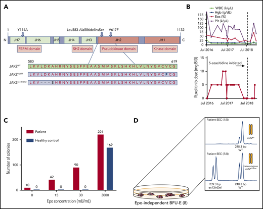 Patient 1 JAK2 exon 13 insertion/deletion mutation and endogenous erythroid colony formation assay. (A) Structural layout of the JAK2 kinase from N terminus to C terminus. Critical domains are labeled in red. The amino acid sequences of the pseudokinase (JH2) domain of JAK2WT, JAK2V617F, and JAK2ex13InDel are highlighted. Note the deletion of residues 583 to 586 in JAK2ex13InDel and insertion of an in-frame serine residue. Tyrosine 114 in the FERM domain is critical for interactions with cytokine receptors. (B) Trends in the patient’s blood counts in response to ruxolitinib and 5-azacitidine treatment. BID, twice daily; Eos, eosinophil; Hgb, hemoglobin; Plt, platelet; WBC, white blood cell. (C) Peripheral blood mononuclear cells from the patient and a healthy control were cultured in the absence or presence of graded concentrations of EPO. In the absence of EPO, 10 EECs were observed to grow out from patient-derived mononuclear cells. Numbers above bars represent number of colonies. (D) Patient-derived EECs were plucked and genotyped using JAK2 allele-specific polymerase chain reaction followed by fragment length analysis. Seven of 8 patient-derived EECs that were genotyped exhibited heterozygosity for JAK2ex13InDel. BFU-E, erythroid burst-forming units; WT, wild-type.