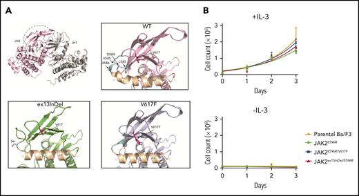 JAK2ex13InDel and JAK2V617F use similar mechanisms of constitutive kinase activation. (A) Residues L583-A586 are located in the N-lobe of the pseudokinase domain of JAK2 (JH2) that faces the catalytically active kinase domain (JH1) (top left). L583-A586 forms the loop between the N-terminal JH2 αC and the β3 strand in JAK2WT (top right, light blue). This loop is structurally close to V617 and the JH2 αC, which is altered in the presence of the V617F mutation. Compared with the loose conformation of JH2 αC in JAK2WT (bottom right), the JH2 αC of JAK2V617F exhibits a rigid helix (bottom right). A strikingly similar conformational change in JH2 αC is observed in the JAK2ex13InDel mutant (bottom left). (B) To demonstrate that E596 is also critical for JAK2ex13InDel activity, we cultured Ba/F3 cells expressing JAK2E596R, JAK2E596R/V617F, and JAK2ex13InDel/E596R with or without IL-3. JAK2ex13InDel/E596R did not demonstrate IL-3–independent growth (n = 3).