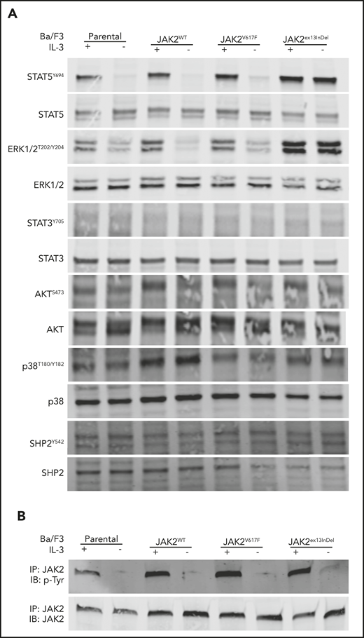 JAK2ex13InDel activates ERK1/2 and STAT5 signaling in Ba/F3 cells in the absence of IL-3. (A) Ba/F3 cells cultured in the presence of IL-3 displayed activation of STAT5 and ERK1/2. In the absence of IL-3, STAT5 and ERK1/2 activation was maintained only by JAK2ex13InDel-expressing cells. Additional proteins did not demonstrate differential JAK2ex13InDel activation in the absence of IL-3. (B) In the absence of IL-3, JAK2 phosphorylation was detectable only in JAK2ex13InDel-expressing cells. IB, immunoblot; IP, immunoprecipitate.