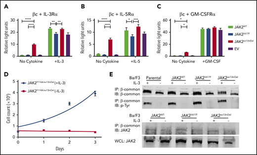 JAK2ex13InDel activates signaling through βc-associated cytokine receptors. (A-C) HEK293 cells expressing βc were transfected with the α chains of the IL-3R, IL-5R, or CSF2R (GM-CSF receptor), together with a luciferase-based STAT5 reporter (Spi_Luc) and JAK2WT, JAK2V617F, or JAK2ex13InDel. STAT5 transcriptional activity was measured in the presence or absence of the respective cytokines at 10 ng/mL (n = 3). Data were analyzed with a 2-way analysis of variance and Tukey’s correction for multiple comparisons (*P < .05, **P < .01, ***P < .001, ****P < .0001). (D) The FERM domain mutation Y114A was introduced into JAK2ex13InDel. Ba/F3 cells expressing JAK2Y114A/ex13InDel cells were cultured with or without IL-3. JAK2 double-mutant cells did not proliferate upon IL-3 withdrawal (n = 3). (E) Parental and Ba/F3 cells expressing JAK2WT, JAK2V617F, and JAK2ex13InDel grown with IL-3 supplementation were washed to remove IL-3 and replated with or without IL-3. Cells were harvested after 4 hours. βc immunoprecipitates were resolved on SDS-PAGE and incubated with a phosphotyrosine antibody (top). A representative experiment out of 3 independent repeats is shown. βc immunoprecipitates were incubated with a JAK2 antibody (bottom). A representative experiment out of 3 independent repeats is shown. WCL, whole-cell lysate.