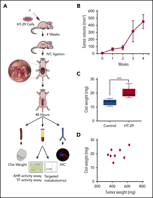 Generation of a venous thrombosis model of colon cancer. (A) Schema of the experimental model. Athymic nude mice were injected with HT-29 cells, and the xenograft was allowed to grow for 4 weeks. IVCs were ligated, and after 2 days, the animals were euthanized for harvest of the xenograft and clot. Blood collected was examined for targeted metabolomics, AHR, and TF activity assays. (B) Tumor xenograft growth. A group of 8- to 10-week-old athymic female (n = 4) and male (n = 4) mice were injected subcutaneously with HT-29 cells suspended in Matrigel (N = 8). An average tumor volume is shown. Error bars = SEM. A Student t test was applied. Compared with the tumor volume at time 0, P = .003 for the tumor volumes at week 2 and 3 and P < .001 at week 4. (C) Increase in clot weight of mice bearing colon cancer xenografts. Box plots of the clot weights of mice depicted in panel B and the controls (without xenografts) are shown. The lines in the boxes represent median levels, and the lower and upper boundaries of the boxes represent the 25th and 75th percentiles, respectively. The lower and upper whiskers represent the minimum and maximum values. ***P = .001. (D) Tumor volume at the end of harvest was correlated with the clot weight. N = 8 mice. Pearson’s correlation R2 = 0.21 and P = .25.