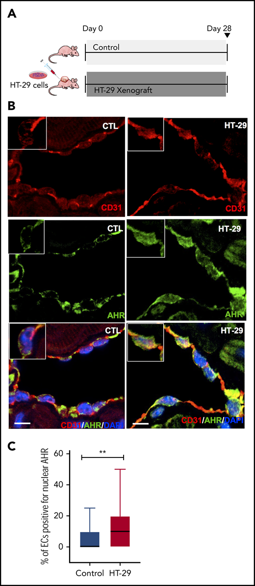 Increased activation of AHR in IVC of animals with colon cancer xenografts. (A) Experimental design. A group of 8- to 10-week-old (total 8 mice, 4 mice of each sex) athymic mice were injected with HT-29 cells. Mice without HT-29 with the same sex distribution served as controls. At the end of 4 weeks, the xenograft volumes in these mice were 418.19 ± 26.93 mm3 (in the same range as those in Figure 1B). No IVC ligation was performed in these groups. (B) AHR status in the IVC of mice with colon cancer xenografts. IVCs harvested from control (CTL) and colon cancer xenograft-bearing mice (HT-29) were stained with prevalidated anti-AHR16 and anti-CD31 antibodies and imaged by using confocal microscopy. Alexa Fluor secondary antibodies were used. 4′,6-Diamidino-2-phenylindole (DAPI) was used for nuclear stain. Representative images from a segment IVC of 8 animals analyzed per group are shown. The inserts show a representative endothelial cell with AHR in cytosol and in the nucleus. Scale bar = 10 μm. (C) The IVC of xenograft-bearing mice contained a higher percentage of endothelial cells with nuclear AHR. Each group consisted of 8 IVCs from a total of 8 mice in each experimental group: males (n = 4) and females (n = 4). One section of IVC was examined per mouse. Three high-power field images, randomly obtained, were analyzed by using a laser confocal microscope. In essence, 24 images per group were examined and presented as percentage of endothelial cells positive for nuclear AHR. **P = .025.