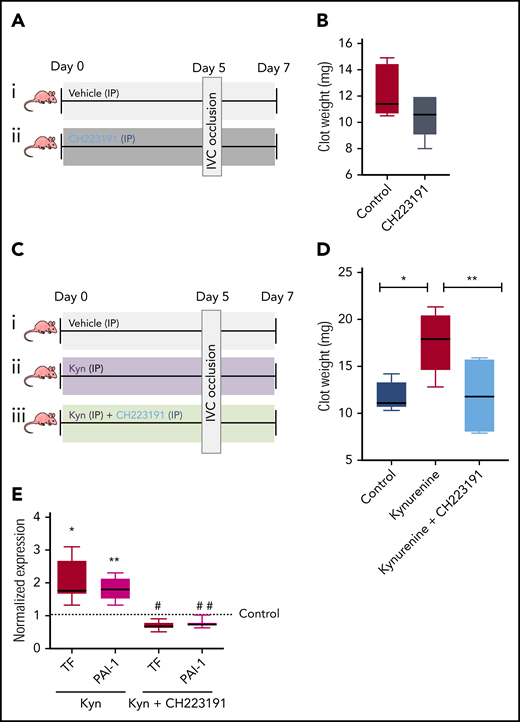 Kyn-mediated venous thrombogenicity and TF and PAI-1 are suppressed by AHR inhibition. (A) Experimental design. A group of 12 mice (6 male mice and 6 female mice) were divided into 2 equal groups, with 3 male mice given 10 mg/kg CH2213191 or vehicle (used as control), and similarly, 3 female mice given 10 mg/kg CH2213191 or vehicle. The treatment was continued for 2 more days after IVC ligation. The clots from mice harvested after 48 hours following surgery were weighed. (B) IVC clot weights are presented as a box plot for each group. P = .112 compares control and CH223191-treated groups. (C) Scheme examining AHR inhibition in Kyn-mediated venous thrombosis. A group of 8- to 12-week-old athymic mice consisting of an equal proportion of male and female animals was injected IP with 100 mg/kg Kyn with or without 10 mg/kg CH223191, once daily before the procedure. Vehicle-treated mice served as a control group. The animals were subjected to the IVC ligation, and clots were harvested 48 hours after ligation. Control group, n = 6 mice; Kyn group, n = 8 mice; and Kyn + CH223191 group, n = 6 mice. (D) IVC clot weights presented as a box plot for each group from panel C. *P = .02 compares the control and Kyn groups, and **P = .03 compares the Kyn and Kyn + CH223191 groups. (E) TF and PAI-1 expression from each mouse was normalized to glyceraldehyde-3-phosphate dehydrogenase. Changes in the TF and PAI-1 expression (as measured by western blotting) compared with the controls (the dotted line) of mice from panel C are shown. The borders of the box depict 25th and 75th percentiles, and whiskers correspond to minimum and maximum values. The number of mice is listed in panel A. Student t tests were performed. Compared with the control mice, *P = .02, **P = .04. Compared with the Kyn-injected mice, #P = .03 and ##P = .01. No significant difference was noted in TF and PAI-1 between the control and Kyn + CH223191 groups.