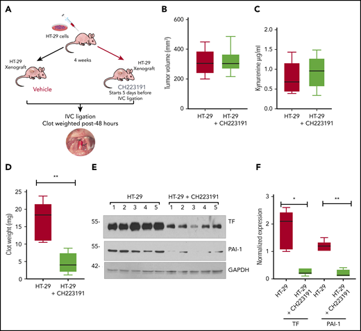 Enhanced venous thrombogenicity in an HT-29–induced cancer model is abrogated by AHR inhibition. (A) Experimental design. An equal number of male and female athymic mice (N = 10) were injected with HT-29 and after 3 weeks randomized to 2 subgroups (N = 5 per group). HT-29 group had 3 male and 2 female mice and HT-29 + CH223191 had 2 male mice and 3 female mice. Mice were given CH223191 IP for a total of 7 days until the harvest of IVC clots. The group treated with the vehicle (dimethyl sulfoxide) served as controls. (B) Tumor volumes at the end of 4 weeks after cell injection are presented as box plots, P = .878. (C) Kyn levels in plasma of mice at the time of harvest are shown in box plots, P = .235. (D) IVC clots from both the groups as in Figure 6A are shown in box plots. The Student t test was used to compare the groups. **P = .001. (E) IVCs harvested from mice, as in Figure 6A from a parallel experiment without the IVC ligation surgery, were lysed and probed separately for TF and PAI-1. Equal amounts of lysates were used in each blot, and glyceraldehyde-3-phosphate dehydrogenase (GAPDH) served as a loading control. The numbers at the top correspond to 5 separate mice used for the study. (F) TF and PAI-1 normalized to GAPDH for both groups, N = 5 per group represented as box plots. A Student t test was used to compare TF and PAI-2 separately between the groups. *P = .001 for TF and **P = .001 for PAI-1 and compares the HT-29 vs the HT-29 + CH223191 group.