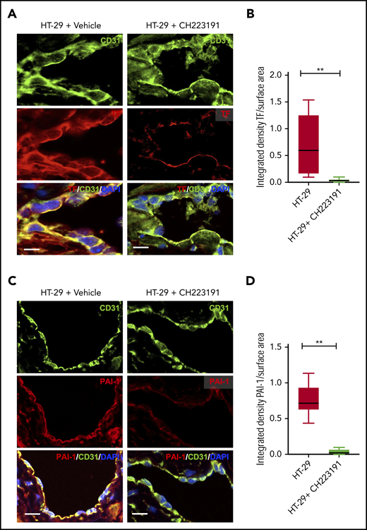 TF and PAI-1 levels in the endothelium of IVC of HT-29–injected mice are suppressed by an AHR antagonist. IVCs of mice were harvested and divided for immunoblotting (as shown in Figure 7E-F) and fixed for immunofluorescence microscopy. (A,C) Immunofluorescence images of IVC stained with anti-TF and anti–PAI-1 along with anti-CD31. The secondary antibodies consisted of Alexa Fluor. Green = CD31; red = TF or PAI-1. 4′,6-Diamidino-2-phenylindole (DAPI) was used to stain the nuclei. Representative images of 5 IVC mice are shown. Scale bar = 10 μm for TF and 30 μm for PAI-1. (B,D). Three images per IVC were analyzed, and a region of interest was marked corresponding to the endothelial cells. Integrated density was normalized to the surface area of the region of interest measured by using ImageJ as microns. The data are represented as box plots, and a Student t test was used to compare both the groups, **P = .005 for TF and P < .001 for PAI-1.