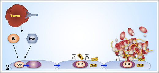 A prothrombotic metabolite AHR-TF/PAI-1 axis is associated with cancer-associated VTE. In animals with xenografts, an increase in blood levels of prothrombotic metabolites activates AHR signaling within endothelial cells of large veins. AHR activation results in its nuclear translocation and the upregulation of TF and PAI-1 within endothelial cells. Both of these events are known to augment thrombogenesis and inhibit thrombolysis. In concert, this axis may contribute to cancer-associated VTE.