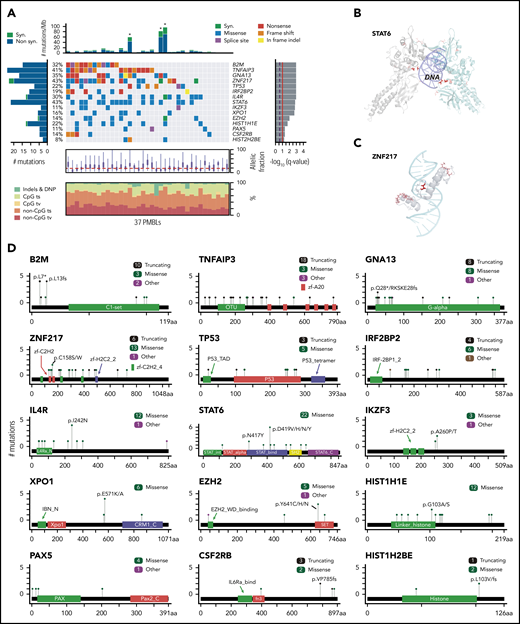 Recurrently mutated genes in PMBL. (A) Comutation plot of recurrently mutated CCGs; gene-by-sample matrix color-coded by mutation type (middle); ranked by significance (MutSig2CV38q < 0.1, right); number and frequency of recurrent mutations (left); total number of mutations (top); allelic fraction and base substitution distribution of mutations in individual samples (below); Asterisks indicate 3 hypermutator cases; ts, transitions; tv, transversions; DNP, dinucleotide polymorphism. (B-C) Spatial clustering of mutations was discovered with CLUMPS41; examples include STAT6 (panel B: PDB: 4y5u; STAT6 dimer is shown with individual molecules in gray and cyan, respectively; DNA in purple) and ZNF217 (panel C: PDB: 2kmk; DNA in cyan). Mutated residues are shown in red and color-intensity and thickness of line scales with number of mutations. (D) Mutation diagrams (lollipop figures) for all significantly mutated genes; aa, amino acid. For each significantly mutated gene (MutSig2CVq < 0.1), all nonsynonymous mutations are visualized within the functional domains of the respective protein using MutationMapper v2.1.0.85,86 Genes are ranked by significance as in (A).