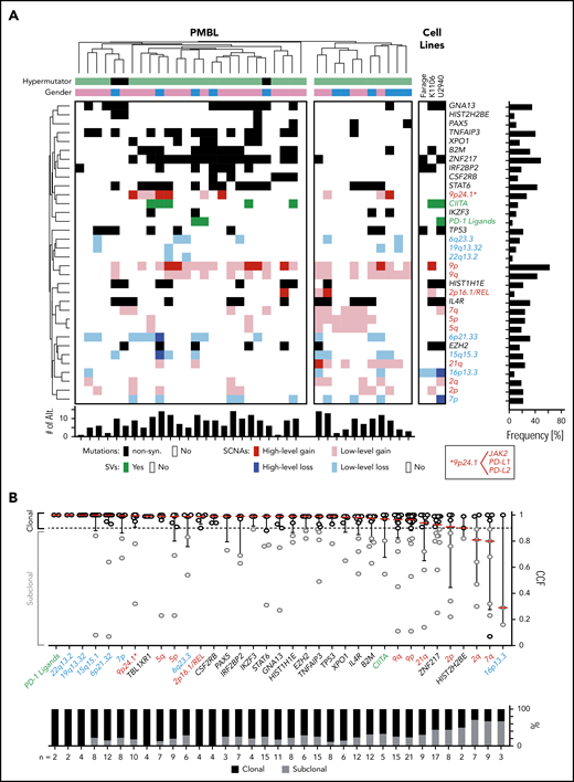 Cooccurring alterations and clonality of genetic drivers in PMBL. (A) Genetic driver alterations as color-coded matrix. PMBLs alterations were 2-way hierarchically clustered using a 1-Pearson-correlation, revealing major left and right branches. Alterations in PMBL cell lines to the right. Bar graphs to the right and bottom summarize the number of events across alterations and patients, respectively. Alt, alterations; non-syn, nonsynonymous. (B) The cancer cell fractions (CCF) of all genetic drivers are visualized on top and ranked by their median CCF (red line) from high to low (left to right; error bar, interquartile range). The staggered bar graph plots the fraction of clonal and subclonal events, with a CCF ≥0.9 being clonal.