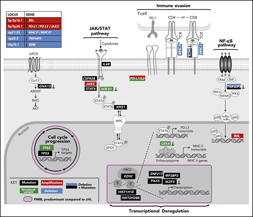 Genetically perturbed pathways in PMBL. Recurrent genetic drivers, including CCGs, SCNAs, and SVs, are visualized in their functional pathways. Note that certain drivers are perturbed by several genetic mechanisms and that several alterations converge on the level of a deregulated pathway (bold). Alterations that are known to inactivate the involved proteins are noted (┴). An asterisk (*) denotes all genes related to MHC class I and or MHC class II. A purple circle/box with a darker gray background highlights genes that are more frequently altered in PMBL compared with cHL. p, phosphorylation.
