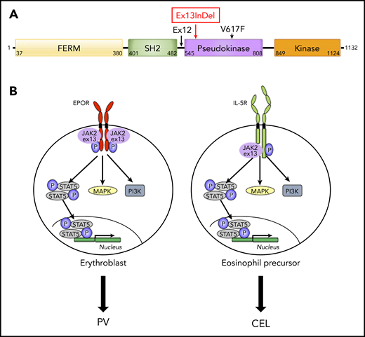 (A) Schematic representation of JAK2. Main acquired mutations in PV and CEL leading to amino acid changes are indicated: JAK2V617F and JAK2ex12 for PV and JAK2V617F and JAK2ex13indel for CEL. (B) JAK2ex13indel is a gain-of-function mutant that can activate EPOR in erythroblasts and the βc subunit of IL-5R in eosinophil precursors independently of cytokine, leading to downstream activation of signaling pathways that results in both PV and CEL phenotypes. FERM, band 4.1-ezrin-radixin-moesin; P, phosphorylation.