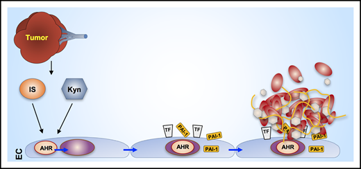 Tumor-associated production of indoxyl sulfate (IS) and kynurenine (Kyn) bind to the EC AHR, thereby stimulating EC production of prothrombotic TF and PAI-1, leading to fibrin thrombus formation (see Figure 9 in the article by Belghasem et al that begins on page 2399).