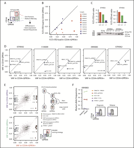 Figure 2. Triple-mutated leukemic subclones can be distinguished from double-mutated clones based on GPR56 expression. (A) Schematic overview of the sorting strategy of 10 triple-mutated AML samples. +/+, CD34+GPR56+; −/+, CD34−GPR56+; −/−, CD34−GPR56−. (B) FLT3-ITD mutant allele frequencies determined by kmer approach in RNA-Seq data obtained from CD34+GPR56+ and CD34−GPR56− fractions. Divergent FLT3-ITD frequencies were found in the sorted fractions of samples marked in red, whereas no difference was found in samples marked in blue. Of note, in the 5 samples, in which FLT3-ITD ratios were not divergent in the sorted fractions, FLT3-ITD was close to 50% allele frequency indicating that it was not subclonal in 12H007, 10H166, 09H043, whereas in 2 samples (14H007, 10H101) FLT3-ITD was below 50% in all fractions. (C) Confirmation of divergent FLT3 mutant/wild-type ratios in samples 07H042 and 07H062 by PCR using genomic DNA isolated from CD34+GPR56+ (+/+), CD34−GPR56+ (−/+), and CD34−GPR56− (−/−) sorted fractions (upper, bars indicating FLT3 mutant/wild-type ratios; lower, agarose gel showing FLT3 wild-type band at 325 bp, +93 bp ITD in sample 07H062, and +54 bp ITD in 07H042). (D) Variant allele frequencies (VAF) of mutations with known leukemogenic potential in GPR56 positive and negative fractions shown for 5 AML samples with divergent FLT3-ITD load. Mutations with VAF close to the diagonal line indicate no difference between the sorted fractions. See supplemental Table 5 for information on CD34−GPR56+ fractions. (E) Detailed VAF analysis in GPR56 positive and negative sorted fractions for sample 09H083. (F, left) Comparison of VAF in unsorted sample 09H083 compared with the corresponding unsorted relapse sample 10H068. (Right) Fluorescence-activated cell sorter (FACS) plots showing CD34 and GPR56 protein expression in sample 09H083 at diagnosis and in the corresponding relapse sample. The loss of the PTPN11 clone at relapse is accompanied by the loss of the GPR56 negative population.