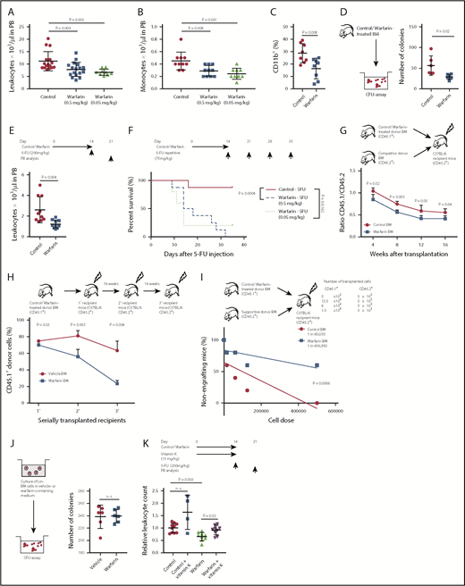 Figure 1. Warfarin compromises hematopoiesis and HSC function. (A-B) Total number of leukocytes (P = .009 and P = .003; ANOVA, Tukey test, n = 10-16) (A) and monocytes (P = .008 and P = .001; ANOVA, Tukey test, n = 10) (B) in peripheral blood of control mice (red circles) or mice treated with 0.5 mg/kg (blue squares) or 0.05 mg/kg (green triangles) warfarin 14 days after the beginning of treatment. The data were generated in 3 independent experiments. (C) Percentage of CD11b+ myeloid cells in peripheral blood of control mice (red) or mice treated with 0.5 mg/kg (blue) warfarin 14 days after begin of treatment (P = .008; t test, n = 8). The data were generated in 3 independent experiments. (D) Number of colonies in methylcellulose derived from BM cells from controls (red circles) or warfarin (blue)-treated mice (P = .02; t test) on day 10 after plating. Ten thousand Lin− cells were plated. Five donor mice were used. The experiment was performed in triplicate for each donor mouse. The data were generated in 2 independent experiments. (E-F) Total number of leukocytes (P = .004; t test) 7 days after a 1-time treatment with 200 mg/kg 5-FU (n = 10) (E) and Kaplan-Meier-style survival curve (F) of control mice (red line) (n = 8) or mice treated with 0.5 mg/kg (blue dashed line) (P = .0004; Log-rank test, n = 8) or 0.05 mg/kg warfarin (green dotted line; = .016; Log-rank test, n = 5) cotreated with 75 mg/kg 5-FU on days 0, 7, 14, 21 (starting on day 14 of warfarin treatment). The schematic details the treatment schedule. (G-I) Competitive (P values as indicated; t test, n = 5) (G), serial (P values as indicated; t test, n = 5) (H), and limiting dilution (P = .0006) (I) transplantation assays using 1 × 106 CD45.1+ total donor BM cells from control (red line) mice or warfarin-treated mice (blue line) for the competitive and serial transplantation assay. In the competitive transplantation assay 106 CD45.2+ competitor cells were cotransplanted. The limiting dilution assay (I), in which 5 × 105, 12.5 × 104, 6 × 104, and 1.5 × 104 pooled CD45.1+ BM cells were transplanted into 5 CD45.2+ mice per group, shows the percentage of nonengrafted mice (y-axis) in relation to the dose of transplanted BM. The lines fitted by regression analysis (L-Calc) allow estimation of functional HSC frequency, which was 7.6-fold lower in warfarin-treated donors. (J) Number of colonies arising from 50 000 plated Lin− BM cells pretreated with vehicle (red) or 2 μM warfarin (blue) for 7 days in methylcellulose in the absence of drugs. Colonies were scored on day 10 after plating (n = 6). The data were generated in 3 independent experiments. (K) Relative leukocyte count 7 days after a 1-time treatment with 200 mg/kg 5-FU in control mice treated without (red circles) or with vitamin K (blue squares; 15 mg/kg) or mice treated with 0.5 mg/kg warfarin (green triangles) or warfarin plus vitamin K (purple inverted triangles; P = .02; Kruskal-Wallis test, n = 4-10). Warfarin and vitamin K had been administered concomitantly for 14 days before the dose of 5-FU.