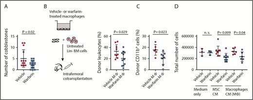 Figure 3. Warfarin impairs the HSC-supportive function of BM macrophages. (A) Number of cobblestones formed by 30 000 Lin− cells under macrophages that had previously been treated with vehicle (red circles) or warfarin (blue squares) for 10 days (P = .02; t-test) (n = 6). The data were generated in 2 independent experiments. B) Percentage of total donor Actin DsRed+ leukocytes (P = .029; t test, n = 10) (B) and percentage of donor CD11b+ Actin DsRed+ myeloid cells (P = .023; t test, n = 6-8) (C) in recipients, which had been intrafemorally cotransplanted with 105 untreated actin DsRed+ Lin− and 5 × 105 vehicle-pretreated (red circles) or warfarin-pretreated (blue squares) macrophages 6 to 8 weeks previously. The macrophages had, originally, been obtained from warfarin-treated mice and expanded in the continuous presence of warfarin in vitro. The data were generated in 2 independent experiments. (D) Total number of hematopoietic cells grown in CM harvested from MSCs (P = .009; ANOVA, Tukey test, n = 9) or macrophages (P = .04; ANOVA, Tukey test, n = 6) grown in vehicle-containing (red circles) or warfarin-containing (blue squares) medium 3 days after plating of 1 × 106 Lin− cells. The data were generated in 3 independent experiments.