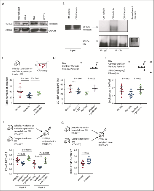 Figure 4. Warfarin impairs hematopoiesis via periostin in the BMM. (A) Western blot of protein lysates of macrophages, the stroma cell line MS-5, MSCs, and the osteoblast precursor cell line MC3T3 (as a known producer of periostin33) stained with an antibody to periostin (90 kDa). Vertical lines have been inserted to indicate a repositioned gel lane. The blot is representative of 3 independent western blots. (B) Co-immunoprecipitation of concentrated CM from vehicle- or warfarin-treated macrophages with an anti-Gla antibody. The western blot was performed with an antibody to periostin (90 kDa). The upper band represents periostin at 90 kDa, marked by an arrow. The blot is representative of 3 independent experiments. (C) Total number of colonies formed by 10 000 BM cells from mice treated with vehicle (red circles), warfarin (blue squares), or warfarin plus periostin (green triangles) in methylcellulose assays (P = .01, ANOVA, Tukey Test, n = 6-9). As seen in the schematic for panel D, 4 μg/day periostin had been added on days 10 to 14 of the warfarin treatment. (D) Percentage of CD11b+ myeloid cells in the peripheral blood of control mice (red circles), control mice treated with BSA (blue squares), or mice treated with warfarin (green triangles) or warfarin plus periostin (purple inverted triangles). The increase of the percentage of myeloid cells after a 5-day treatment with periostin is significant (P = .05; ANOVA, Tukey test, n = 5). Periostin was administered at 4 μg/d from day 10 to 14 of concomitant warfarin treatment. (E) Total number of leukocytes 7 days after a 1-time treatment with 200 mg/kg 5-FU in mice treated with vehicle (red circles) or mice treated with 0.5 mg/kg warfarin (blue squares) or warfarin plus periostin (green triangles; P = .03; ANOVA, Tukey Test, n = 6-10). The schematic details the treatment schedule. (F) Ratio of CD45.1/CD45.2 in peripheral blood 4 and 8 weeks after competitive transplantation of 1 × 106 CD45.1+ total donor BM from vehicle-treated (red circles), warfarin-treated (blue squares), or warfarin-treated plus periostin (green triangles) mice, mixed with 106 CD45.2+ competitor cells and transplanted into CD45.2+ recipient mice (ANOVA, Tukey Test, n = 8). (G) Ratio of CD45.1/CD45.2 4 weeks after competitive transplantation of 106 CD45.1+ total donor BM from vehicle-treated (red circles) or periostin-treated (blue squares) mice (no warfarin treatment), mixed with 106 CD45.2+ competitor cells and transplanted into CD45.2+ recipient mice (P = .02; t test, n = 10).