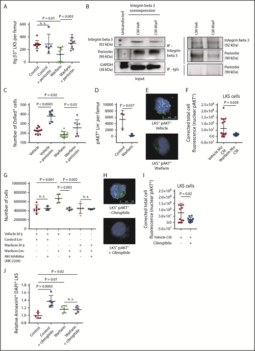 Figure 5. Warfarin impairs hematopoiesis via the periostin/ integrin β3/ AKT axis. (A) Number of LKS cells expressing integrin β3 in control mice (red circles), control mice treated with periostin (blue squares), or mice treated with warfarin (green triangles) or warfarin plus periostin (purple inverted triangles) for 14 days (P = .01 for control vs warfarin and P = .003 for warfarin vs warfarin plus periostin; ANOVA, Tukey Test, n = 9-10). The data were generated in 2 independent experiments. (B) Protein lysates of 293T cells, transfected with an integrin β3-overexpressing construct and grown in CM from vehicle- or warfarin-treated macrophages for 7 days, were subjected to coimmunoprecipitation with an anti-integrin β3 antibody, and coimmunoprecipitation of periostin was assessed by immunoblotting, as indicated. Anti-IgG-isotype antibody was used as control in the co-immunoprecipitation. The input (left) shows the presence of integrin β3 (92 kDa) and periostin (90 kDa), and GAPDH (38 kDa) was used to control for equal loading. The CM had been concentrated before use. The data are representative of 3 independent experiments. (C) Adhesion of 100 000 Lin− Actin- DsRed+ cells to vehicle- or warfarin-treated macrophages in the presence or absence of periostin (P = .03; ANOVA, Tukey Test). Cells were allowed to adhere for 6 hours before being counted. The data were generated in 2 independent experiments. (D) Number of Lin− pAKT+ cells per femur of control mice or mice treated with warfarin 14 days after initiation of treatment (P = .037, t test, n = 3). (E-F) Representative confocal images (scale bar depicts 10 μm) (E) and quantification of nuclear pAKT+ (P = .028, t-test, n = 10) (F) in LKS cells stained with pAKT (green) and DAPI (blue) after 15 hours of culture in CM harvested from vehicle or warfarin-treated macrophages. The experiment was performed twice. (G) Total number of hematopoietic cells 4 days after plating of 1 × 106 Lin− cells from vehicle- or warfarin-treated mice on vehicle- or warfarin-treated macrophages in the presence of the AKT inhibitor MK-2206 (5 μM; P = .002 for the impairment of the increase of the cell number by MK-2206; ANOVA, Tukey Test, n = 4-5). The data were generated in 3 independent experiments. (H-I) Representative confocal images (scale bar depicts 10 μm) (H) and quantification of nuclear pAKT+ (P = .02, t-test, n = 10) (I) in LKS cells stained with pAKT (green) and DAPI (blue) after 15 hours of culture in CM harvested from vehicle-treated macrophages in the presence or absence of 0.05 μM cilengitide. The experiment was performed twice. (J) Relative abundance of annexin+ DAPI+ LKS cells in control mice treated with vehicle (red circles) or cilengitide (blue squares) or mice treated with warfarin (green triangles) or warfarin and cilengitide (purple inverted triangles) relative to vehicle-treated control mice (P = .0003 for control plus vehicle vs control plus cilengitide; ANOVA, Tukey Test, n = 5).