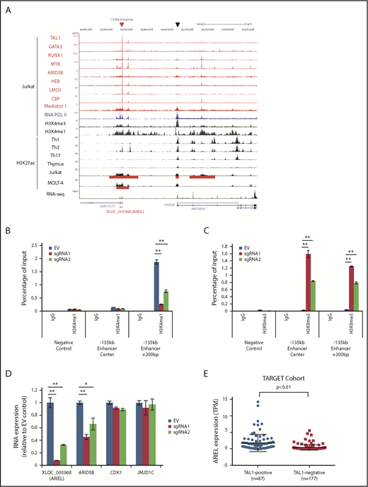 Figure 1. XLOC_005968/ARIEL expression is associated with the activity of the ARID5B −135-kb enhancer. (A) ChIP-seq gene tracks displaying DNA binding of TAL1, and its regulatory partners, CBP, mediator 1 and RNA Pol II in Jurkat cells as well as various histone markers in CD4+ T cells (Th1, Th2, and Th17), normal thymus, Jurkat, and MOLT-4 cells at the XLOC_005968/ARIEL locus. RNA-seq data (positive strand) in Jurkat is shown. Superenhancer regions defined by the H3K27ac ChIP-seq analysis are indicated (red bars). A red arrowhead and a black arrowhead indicate the ARID5B −135-kb enhancer and promoter, respectively. (B-C) Jurkat cells were cotransduced with the catalytic-dead form of the dCas9-KRAB protein and an sgRNA (sgRNA1 or sgRNA2) or an empty vector (EV). ChIP analysis was performed using a specific antibody against H3K4me1 (B), H3K9me3 (C), or control IgG. The amount of genomic DNA in the ChIP and input samples was measured by qPCR using specific primers targeting the ARID5B −135-kb enhancer locus or a region +200 bp downstream from the center. The IGFBP3 promoter region was used as a negative control for ChIP-PCR. The percentage of the input is shown as the mean plus or minus standard deviation (SD) of triplicate experiments. (D) The RNA expression levels of XLOC_005968/ARIEL, ARID5B, and neighboring genes (CDK1 and JMJD1C) were analyzed by qRT-PCR. The expression was normalized to the ERCC RNA spike-in and is shown as the following values relative to the EV control: mean plus or minus SD of triplicate experiments. (E) Expression of ARIEL from the RNA-Seq data set reported by Liu et al36 was first calculated and reported as transcripts per million (TPM). Expression of ARIEL between TAL1+ and TAL1− patients were then analyzed using nonpaired Student t test. **P < .01.