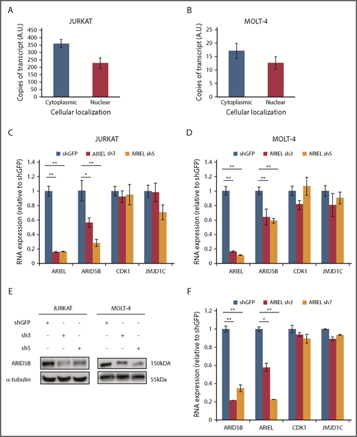 Figure 2. ARIEL positively regulates ARID5B expression in T-ALL cells. (A-B) The number of copies of ARIEL transcripts in each subcellular fraction was measured by performing digital droplet qPCR in Jurkat (A) and MOLT-4 (B) cells and shown as arbitrary unit (A.U.). (C-D) Jurkat (C) and MOLT-4 (D) cells were transduced by lentivirus infection with either a control shRNA (shGFP) or an shRNA targeting ARIEL (sh3 and sh5). RNA expression of ARIEL, ARID5B, and neighboring genes (CDK1 and JMJD1C) was measured by qRT-PCR 3 days after the transduction and normalized to GAPDH expression. Expression values relative to the control shGFP sample are shown as the mean plus or minus SD of triplicate experiments. (E) The protein expression of ARID5B in the Jurkat and MOLT-4 cells was analyzed by western blot analysis after the shRNA transduction. α-tubulin was used as an internal control. (F) Jurkat cells were transduced with either a control shRNA (shGFP) or an shRNA targeting ARID5B (sh3 and sh7). See panel C legend for details.
