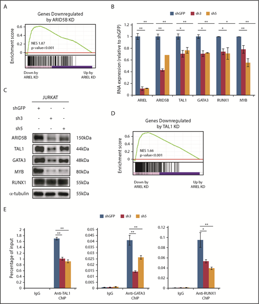 Figure 3. ARIEL affects the TAL1-induced regulatory program through the regulation of ARID5B expression. (A) The high-confidence ARID5B target genes that were bound by ARID5B protein and downregulated by ARID5B knockdown in Jurkat cells were previously determined13 and used as a gene set. GSEA was performed to analyze the overall correlation of the gene expression changes following the ARIEL knockdown in the same cells. Normalized enrichment score (NES) and P values are shown. (B) The RNA expression of ARID5B and each member of the TAL1 complex was measured by qRT-PCR after the shRNA knockdown of ARIEL in Jurkat cells. See Figure 2C legend for details. (C) Western blot analysis showing the protein expression of each member of the TAL1 complex in the Jurkat cells after the ARIEL knockdown. (D) The high-confidence TAL1 target genes bound by TAL1 and downregulated after the TAL1 knockdown in the Jurkat cells were used as a gene set. See panel A legend for details. (E) ChIP analysis was performed using a specific antibody against TAL1, GATA3, RUNX1, or control IgG in Jurkat cells after the knockdown of ARIEL using shRNAs (sh3 and sh5). The amount of genomic DNA in the ChIP and input samples was measured by qRT-PCR using specific primers targeting the ARID5B −135-kb enhancer locus. The percentage of the input is shown as the mean plus or minus SD of duplicate experiments.