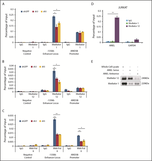 Figure 4. ARIEL recruits the mediator complex to the ARID5B −135-kb enhancer locus. (A-C) ChIP analysis was performed using a specific antibody against mediator 1 (A), mediator 12 (B), or RNA POL II (C) or control IgG in Jurkat cells after the shRNA knockdown of ARIEL. See Figure 1B legend for details. (D) Jurkat cells were subjected to a RIP assay using a specific antibody against mediator 1 or mediator 12 or control IgG. The RNA transcripts in the RIP lysate and input samples were measured by qRT-PCR using specific primers targeting ARIEL or GAPDH (negative control). The percentage of the input is shown as the mean plus or minus SD of triplicate experiments. (E) The sense or antisense strand of ARIEL was biotinylated and mixed with the whole-cell lysate from Jurkat cells. The in vitro pulldown assay was conducted and western blot analysis was performed to detect the presence of the mediator 12 protein in the pulldown lysate.
